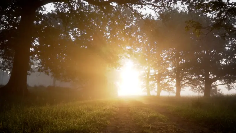 Late sun shines through tall trees onto a grassy clearing
